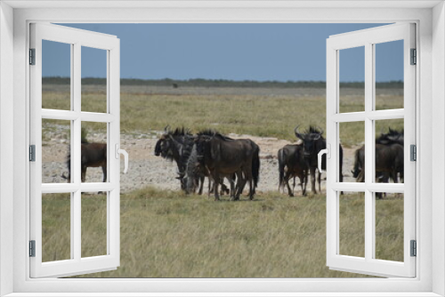 Fototapeta Naklejka Na Ścianę Okno 3D - A group of Wildebeest with their calves playing in Etosha National Park, Namibia