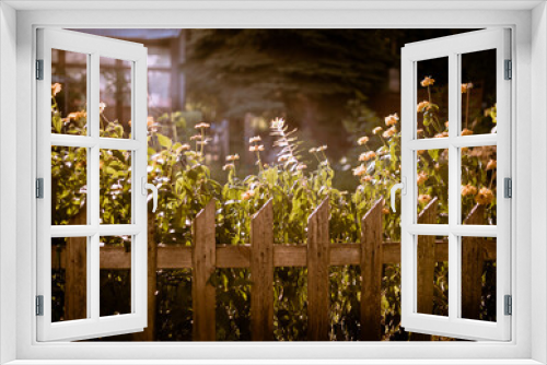 Fototapeta Naklejka Na Ścianę Okno 3D - tajemoniczy ogród i mgła o poranku, piękny zachód słońca po deszczu na wsi 