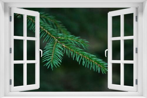 Fototapeta Naklejka Na Ścianę Okno 3D - Young green sprouts conifer tree twig needles