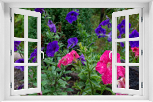 Fototapeta Naklejka Na Ścianę Okno 3D - Purple and blue flowers on green background