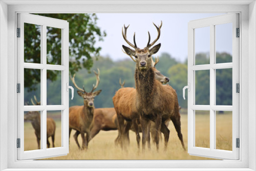 Fototapeta Naklejka Na Ścianę Okno 3D - Herd of red deer stags and does in Autumn Fall meadow