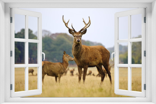 Fototapeta Naklejka Na Ścianę Okno 3D - Herd of red deer stags and does in Autumn Fall meadow