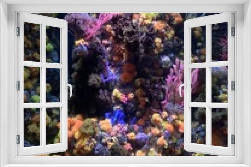 Fototapeta Naklejka Na Ścianę Okno 3D - Récif de corail de l'aquarium de Singapour