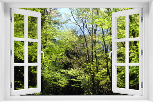 Fototapeta Naklejka Na Ścianę Okno 3D - 樹海の風景