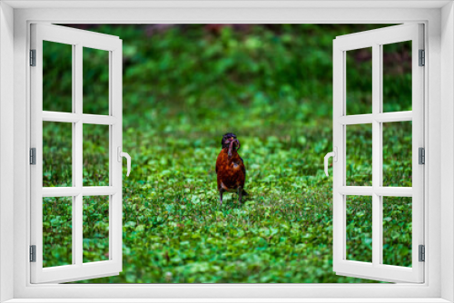 Fototapeta Naklejka Na Ścianę Okno 3D - Robin with Worms on the grass