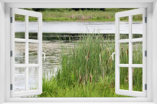 Fototapeta Naklejka Na Ścianę Okno 3D - Green Cattails in the Marsh