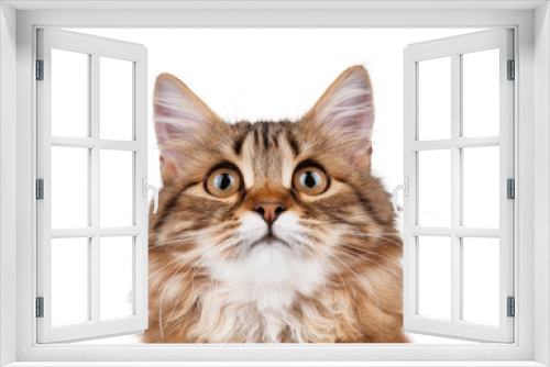Fototapeta Naklejka Na Ścianę Okno 3D - Portrait of cat