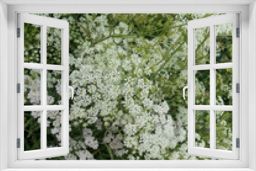 Fototapeta Naklejka Na Ścianę Okno 3D - green leaves and white flowers