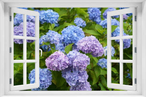 Fototapeta Naklejka Na Ścianę Okno 3D - BLUE and PURPLE hydrangea flowers in the garden