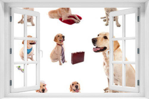 Fototapeta Naklejka Na Ścianę Okno 3D - montage animalier labrador
