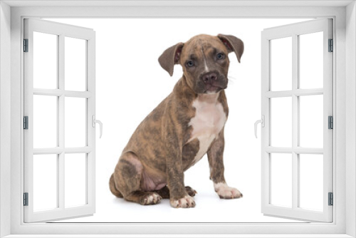 Fototapeta Naklejka Na Ścianę Okno 3D - Small American bully puppy