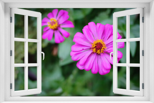 Fototapeta Naklejka Na Ścianę Okno 3D - bee on a flower