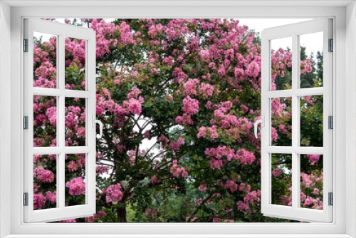 Fototapeta Naklejka Na Ścianę Okno 3D - 沢山のピンクの花が咲くサルスベリの木／Lagerstroemia indica