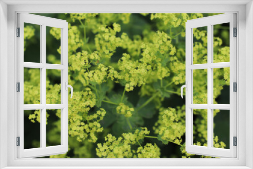 Fototapeta Naklejka Na Ścianę Okno 3D - The Yellow Star-Flowers on the Green Leave