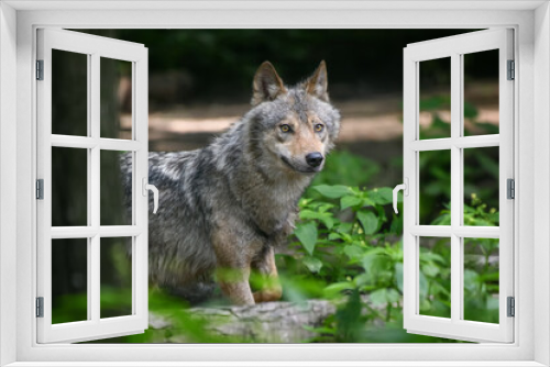 Fototapeta Naklejka Na Ścianę Okno 3D - Gray wolf, Canis lupus, in the summer light, in the forest