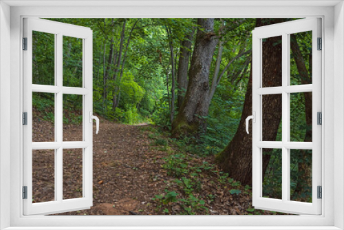 Fototapeta Naklejka Na Ścianę Okno 3D - Big hking trail between greenery in the heavy brush and trees