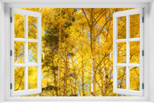 Fototapeta Naklejka Na Ścianę Okno 3D - A aspen tree forest in the autumn seasion, showing peak fall color, Rocky Mountain National Park, Colorado.