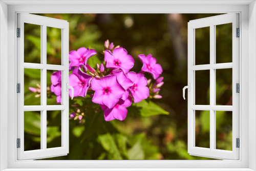 Fototapeta Naklejka Na Ścianę Okno 3D - Purple flower on a green blurred background. Close-up.