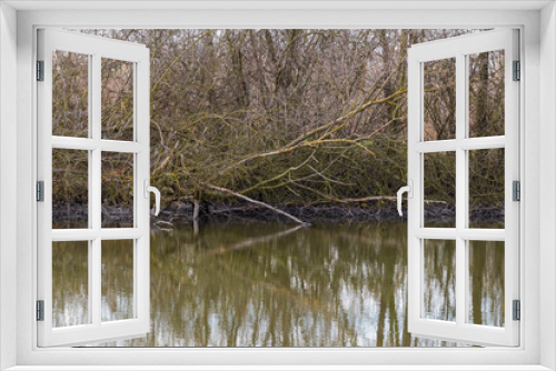 Fototapeta Naklejka Na Ścianę Okno 3D - Fallen trees by the river are reflected in the water surface.