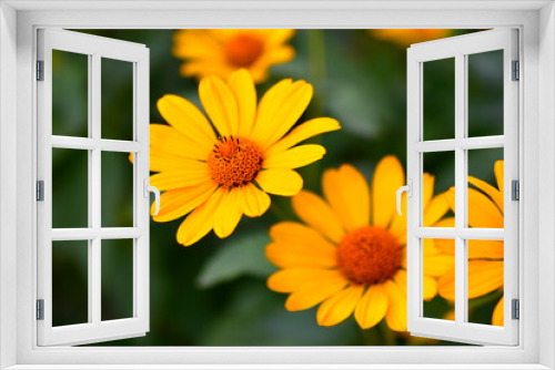 Fototapeta Naklejka Na Ścianę Okno 3D - Large yellow sunflower flowers in summer in the greenery