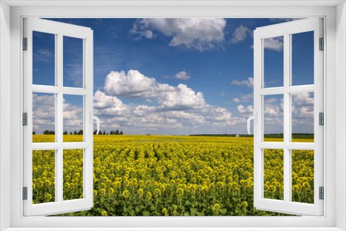 Fototapeta Naklejka Na Ścianę Okno 3D - Blue Sky and white clouds above yellow Field Sunflower, panoramic view. Beautiful scenic dynamic Landscape agricultural land. Beauty nature, Agriculture.