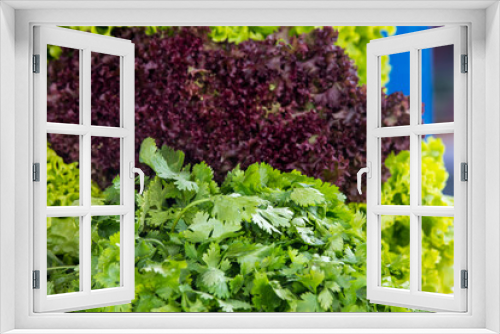 Fototapeta Naklejka Na Ścianę Okno 3D - Fresh organic homegrown herbs and leaf vegetables background.