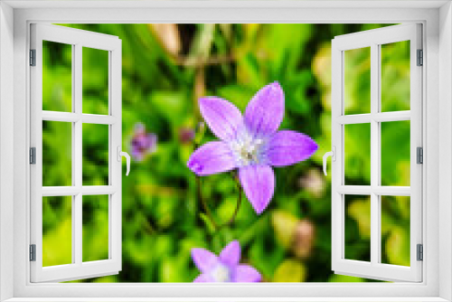 Fototapeta Naklejka Na Ścianę Okno 3D - Purple bell flower grows on a background of green grass