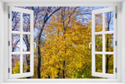 Fototapeta Naklejka Na Ścianę Okno 3D - Autumn urban landscape on a Sunny day - yellow autumn trees in the Park, colorful red and orange leaves, and bright sky with clouds