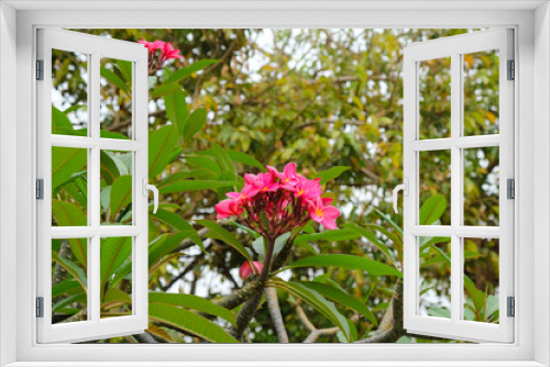 Fototapeta Naklejka Na Ścianę Okno 3D - Red frangipani (Plumeria rubra) tree in a garden.