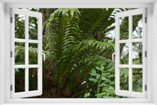 Fototapeta Naklejka Na Ścianę Okno 3D - Green plant tree in the forest