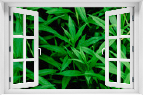 Fototapeta Naklejka Na Ścianę Okno 3D - nice and textural,green and clean plant leaves