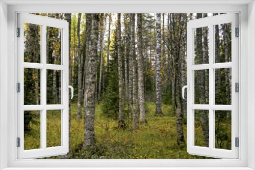 Fototapeta Naklejka Na Ścianę Okno 3D - Edinstvenniy uchastok bereznyaka v Kostomukshskom zapovednike. Severnaya Karelia