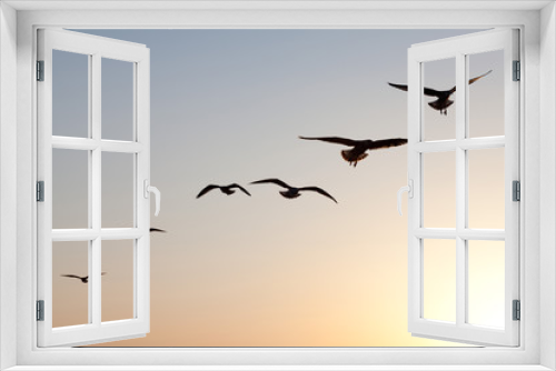 Fototapeta Naklejka Na Ścianę Okno 3D - seagulls sunset