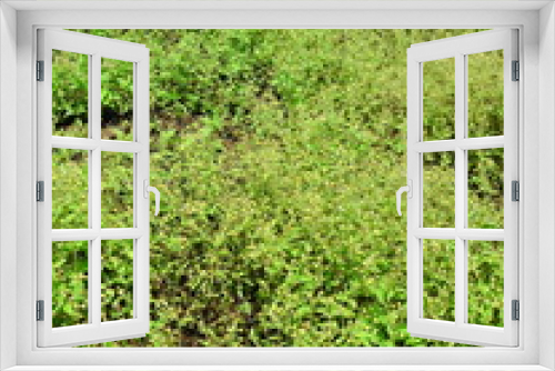 Fototapeta Naklejka Na Ścianę Okno 3D - 夏のハキダメギクの群生する野原風景