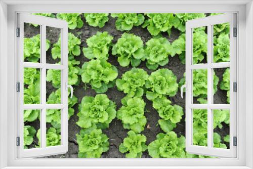 Fototapeta Naklejka Na Ścianę Okno 3D - lettuce growing in the soil