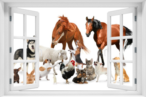 Fototapeta Naklejka Na Ścianę Okno 3D - Collage with horses and other pets on white background