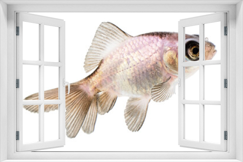 Fototapeta Naklejka Na Ścianę Okno 3D - Gold Fish on White Background