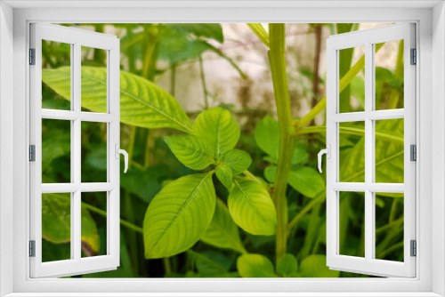 Fototapeta Naklejka Na Ścianę Okno 3D - Young Plant Leaves Growing Out of The Stem 