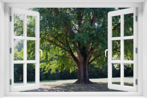 Fototapeta Naklejka Na Ścianę Okno 3D - Tree Beautiful Light
