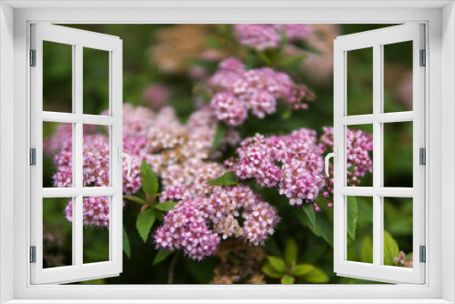 Fototapeta Naklejka Na Ścianę Okno 3D - close up of pink flowers