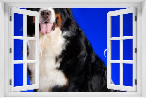 Fototapeta Naklejka Na Ścianę Okno 3D - Beautiful Bernese mountain dog (Berner Sennenhund) on the blue b