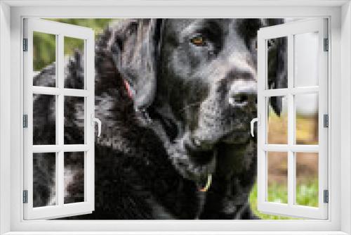 Fototapeta Naklejka Na Ścianę Okno 3D - black labrador retriever