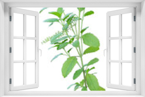 Fototapeta Naklejka Na Ścianę Okno 3D - Green holy basil on an isolated background consisting of (leaves, branches, stems) used as a background image.