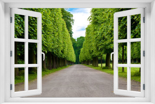 Fototapeta Naklejka Na Ścianę Okno 3D - Green garden and tree perspective