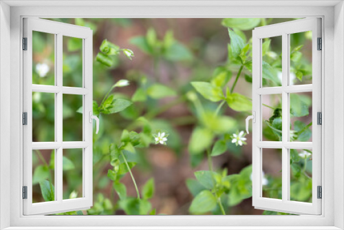 Fototapeta Naklejka Na Ścianę Okno 3D - Close-up picture of green plants with small tiny white flowers blossom in spring.