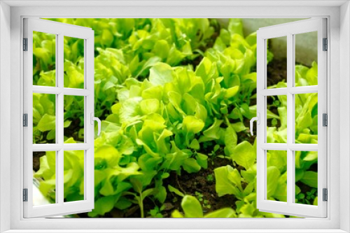 Fototapeta Naklejka Na Ścianę Okno 3D - green lettuce leaves grow on the garden bed. harvest concept. blur and selective focus