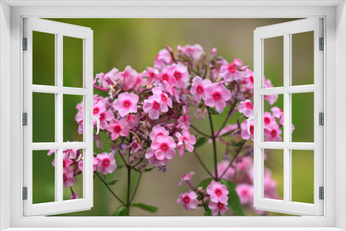 Fototapeta Naklejka Na Ścianę Okno 3D - Pink flowers in summer garden