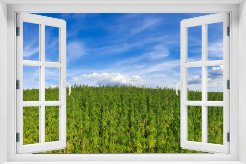 Fototapeta Naklejka Na Ścianę Okno 3D - canabis on marijuana field farm sativa weed hemp hash plantation panorama