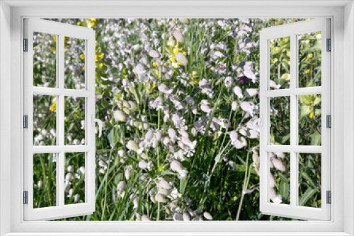 Fototapeta Naklejka Na Ścianę Okno 3D - white flowers in the meadow