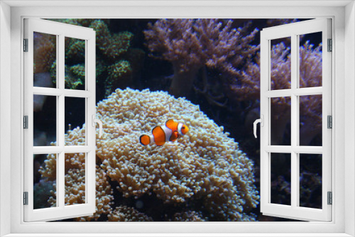 Fototapeta Naklejka Na Ścianę Okno 3D - Striped Clownfish
